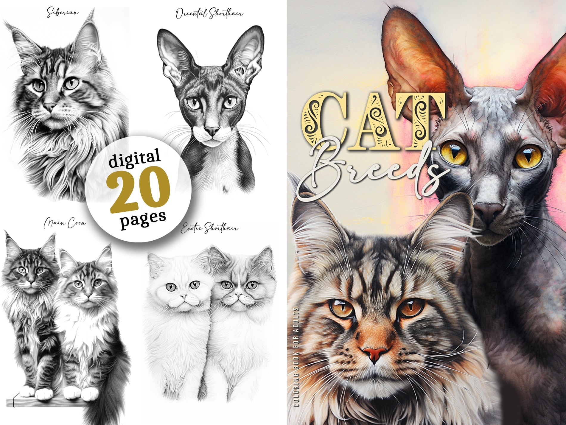 Cat Breeds Coloring Book (Digital) - Monsoon Publishing USA